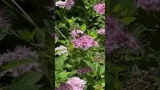 Flight the bumblebee #insta360flow #insta360 #nature #flowers #bumblebee #flight