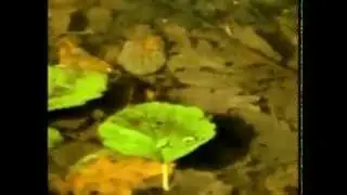 Frédéric Chopin - Classique, Sonata no.9
