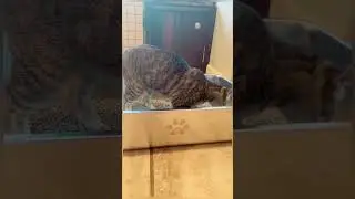 Elevate Your Kitty&rsquo;s Comfort with This Odor-Free Litter Box
