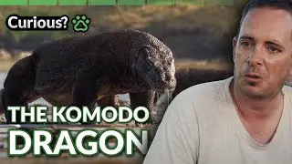 Inside Komodo Dragon Territory | 1000 days For The Planet