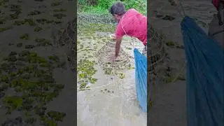 Wow! Amazing Polo Fishing Videos ! Best Big Fish Catching🐟Primitive fishing #fish #shorts #india