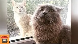 Die lustigsten Katzen-Videos