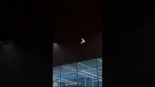 Best Pigeon Landing🔥🥰Full Garmi MeBuri Halat Me Gira😱AjjTeddyKabootarMastParwazKarKAya