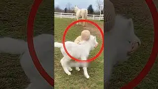 ⁉️ Child's humanitarian act 🔥#shorts