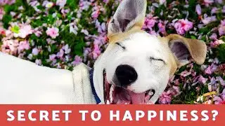What Is The Secret To Happiness?  18 Amazing Affirmations For Increasing Happiness In Your Life!