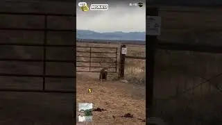 smart deer #animals #reindeer #horn #shorts #shortvideo