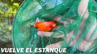 EL RETORNO MÁS ESPERADO / VUELVE EL ESTANQUE Y LOS GOLDFISH