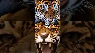 TIGER VS JAGUAR, LEOPARD,LION STRONGEST (BITE FORCE)
