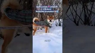Reviewed by Sushi!🐶 #shorts #viralshorts #snow #shibainu #coldweather #canada