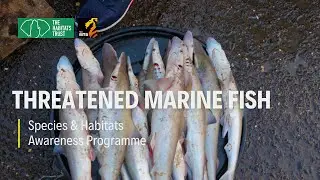 IUCN Endangered Marine Fish - Sacred Whales, Threatened Sharks | THT Films