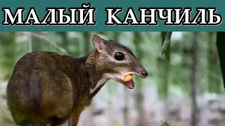 МАЛЫЙ КАНЧИЛЬ - Самый маленький олень