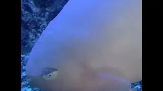 サケビクニン　Sakebikuninn　Careproctus rastrinus　沼津港深海水族館　Numadu Deep Sea Aquarium