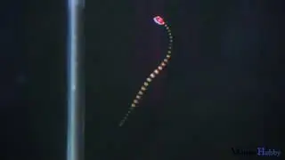Snake Looking Banded Pipefish (Doryrhamphus dactylophorus)