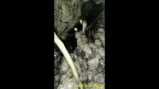 Chek lubang kepiting vampire menggunakan camera endoscopy 