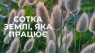 Лагурус як бізнес: вирощування, сушіння, прибуток