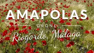 Poppies in Riogordo, Málaga