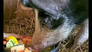 Eating brunch with our Hampshire pig.🐖 🐷 🐽 Www.toweringpinesranch.com
