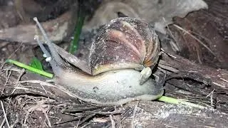 Con ốc sên Châu Phi kiếm ăn đêm ở vườn dừa. #snail #nature #animals 