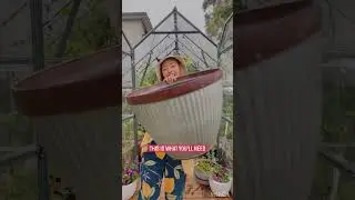 How to pot a dwarf lemon tree