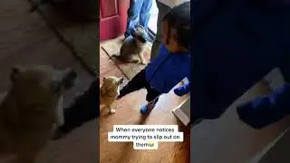 #lol #pets #pet #dog #puppy #fyp #family #mom #mommy #laugh #run #animals #puppyvideos #funnycute