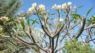 Flowers at Chao Fa Ngum Park