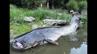 Angler kämpft 50 Minuten mit Monster-Wels