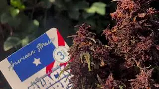 Black Cherry Punch