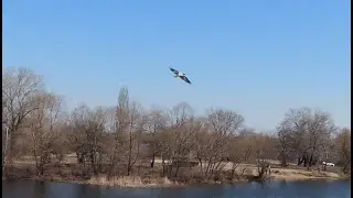 DJI FPV chasing the crow / погоня за вороной