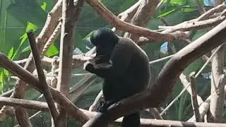 Guianan bearded saki