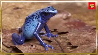 What is the Impact of Climate Change on Local Wildlife