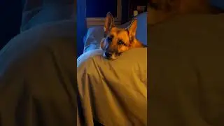 y'all want anything from the gas station? #funny #memes #love #germanshepheard