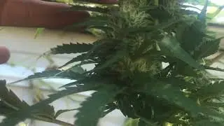 Strain purple Alien