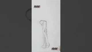 How to draw Humerus.How to draw Radius-Ulna🦴Subscribe for more.#practical #drawing NVW.