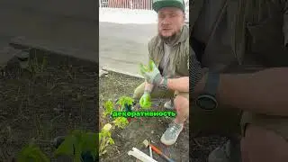 Обработали каштан от минирующей моли