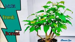 How To Do Multi Trunk Cutting | #youtube #bonsai #garden #video #multi #trunk