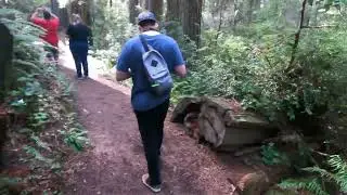 The Lady Bird Johnson Grove Trail in Redwood National Park