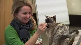 NetAP-Katze Sima im Portrait von SRF