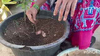 చిలగడదుంపలు harvesting#sweet potato harvesting￼#garden 🍠