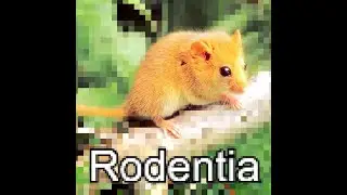 Rodentia