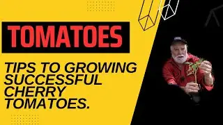 Unveiling the Best Techniques for Growing Tommy Toe Tomato Seedlings