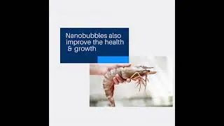Shrimp Oxygen Nanobubble Infusion
