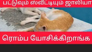 Beautiful pets running together to find new home #cat #Video