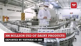 Vietnam exported 300 million USD of milk and dairy products in 2020 | VTV World