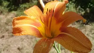 Orange Daylily  🌼🎶