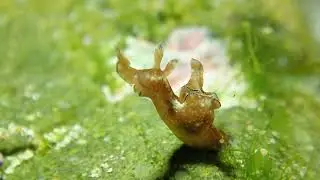 Aplysia concava - Sandy Beach, NSW Australia