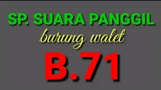 Suara panggil burung walet B.71 istimewa