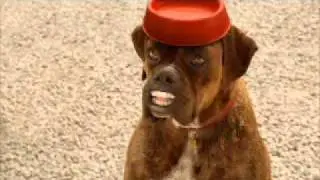 Toyota Yaris Zen TV ad featuring Buddy