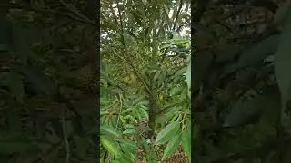 durian orchard of Vietnamese people about to harvest