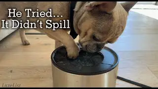 The No-Spill Dog Bowl That Actually Works!