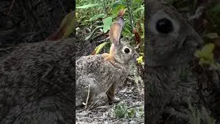 Young happy rabbit #nature #rabbittrail